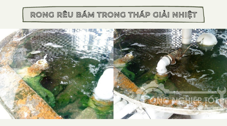 Rong rêu xuất hiện cũng có thể do chất lượng nước tháp giải nhiệt